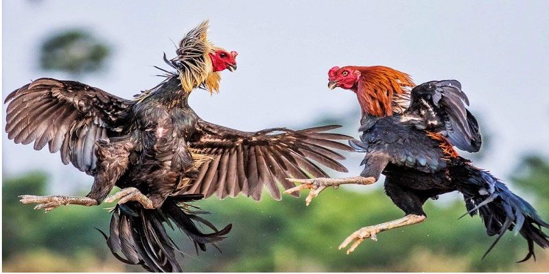 Đá Gà Cựa Sắt Online Mibet: Xem Chiến Kê Chọi Nhau Đỉnh Cao 5 biet-nhan-biet-danh-gia-suc-manh-cua-chien-ke-qua-be-ngoai