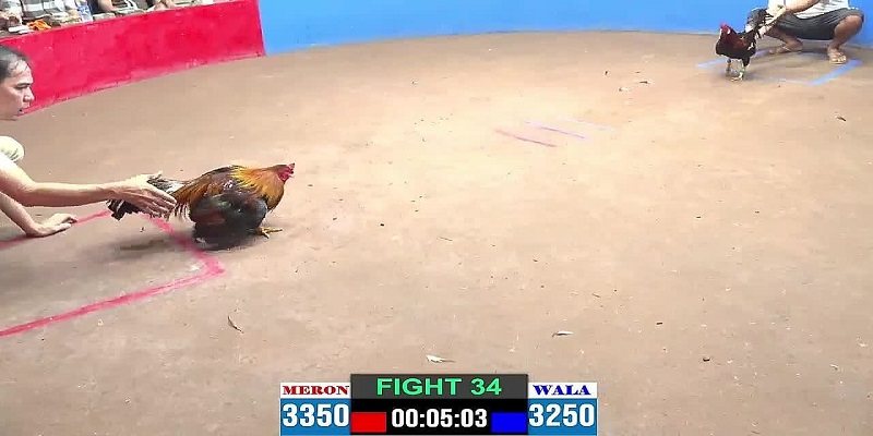 Mibet - Xem Chơi Đá Gà Online Đỉnh Cao Và An Toàn 2024 3 ca-cuoc-da-ga-online-hap-dan-voi-da-dang-keo-ty-le-thuong-cao