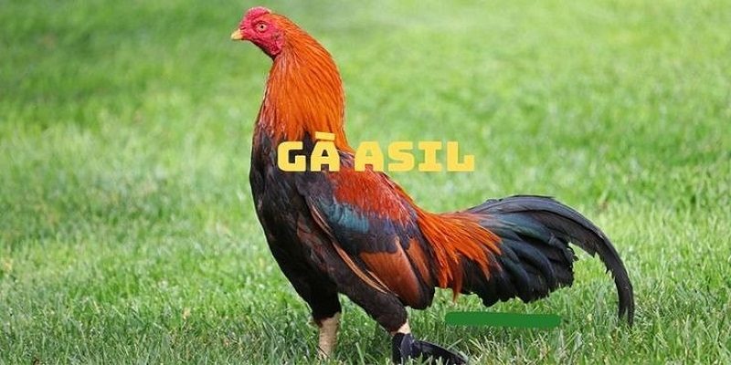Đá Gà Cựa Sắt Online Mibet: Xem Chiến Kê Chọi Nhau Đỉnh Cao 3 ga-asil