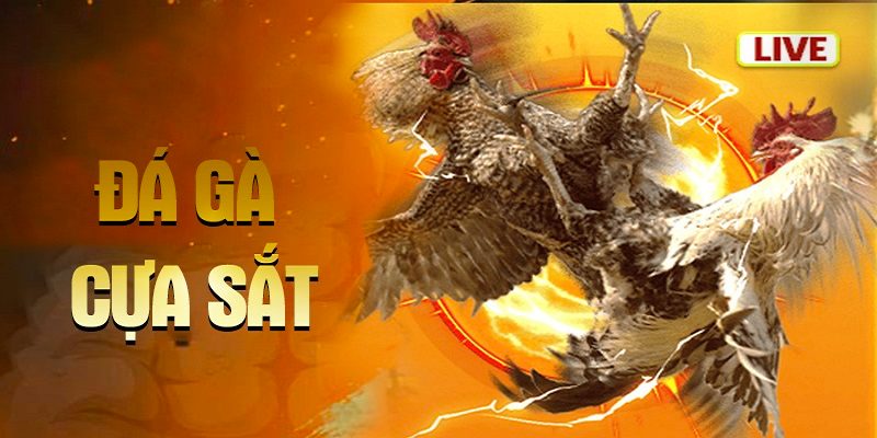 Đá Gà Cựa Sắt Online Mibet: Xem Chiến Kê Chọi Nhau Đỉnh Cao 1 gioi-thieu-dich-vu-da-ga-cua-sat-online