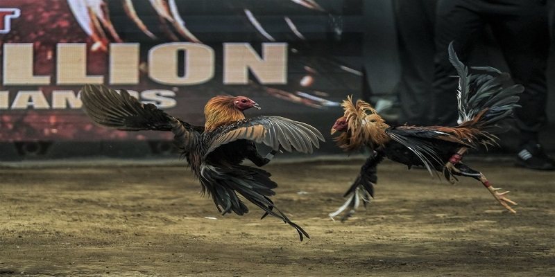 Mibet - Xem Chơi Đá Gà Online Đỉnh Cao Và An Toàn 2024 1 gioi-thieu-dich-vu-xem-choi-da-ga-online-mibet