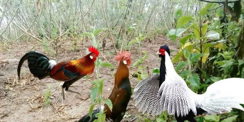 Nằm Mơ Thấy Gà Đánh Số Mấy? Mibet Giải Mã Giấc Mơ 2024 3 Chiem-bao-thay-ga-rung