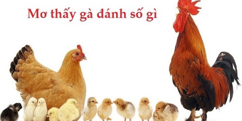 Nằm Mơ Thấy Gà Đánh Số Mấy? Mibet Giải Mã Giấc Mơ 2024 4 Nam-mo-thay-ga-danh-so-may-de-trung-so-an-thuong-2024