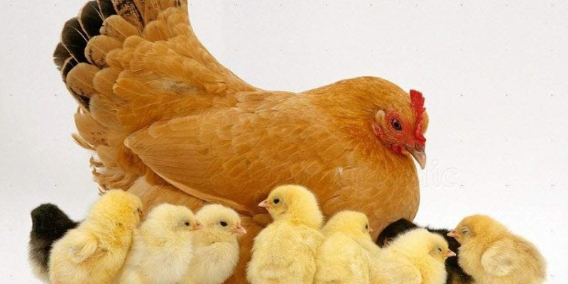 Nằm Mơ Thấy Gà Đánh Số Mấy? Mibet Giải Mã Giấc Mơ 2024 1 Nam-mo-thay-hinh-anh-ga-mai