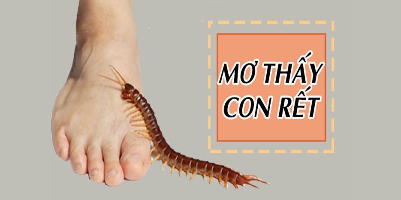 Nằm Mơ Thấy Rết Đánh Số Mấy - Mibet Giải Mã Giấc Mơ 2024 5 Nam-mo-thay-ret-danh-so-may-de-trung-so-2024