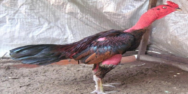 5 kinh nghiệm chọn gà chọi chuẩn chỉnh mà bạn nên biết 6 Xem-co-va-tu-the-dung