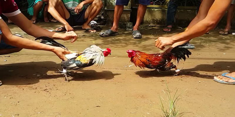 Top 10 các thuật ngữ đá gà phổ biến nhất năm 2024 3 mot-vai-kinh-nghiem-cuoc-da-ga
